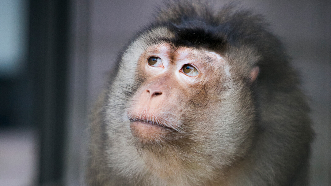 Stichting RataPlan, We-Collect & Stichting AAP