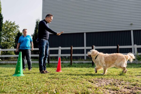 Therapie-hulphond-volwassenen-scaled