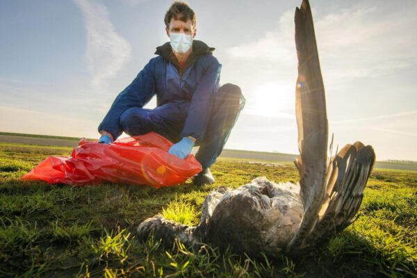 vogelgriep-rinaldo.0d8aa5